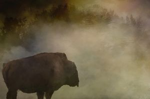 Bison in the Mist