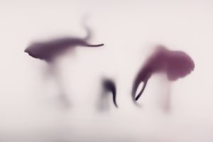 Wildblur-elephant-19.jpg