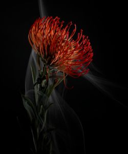 SmokeyFlowers