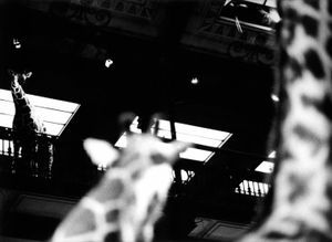 Girafs