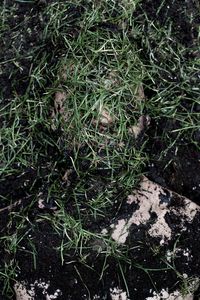 Gras
