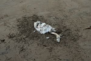 Tortuguero, Costa Rica, 2018