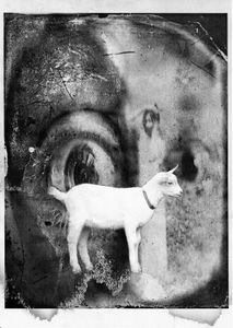 In Goat We Trust