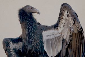CONDOR DOLLY LIFTS WING   ©Janice Tieken. All rights reserved.