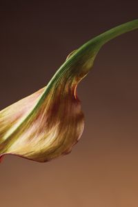 Metamorphosis_4