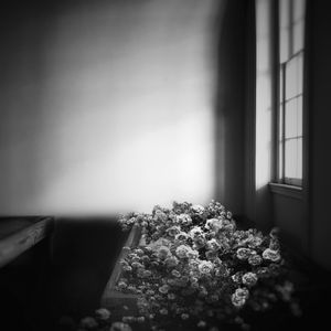 Bed of Roses