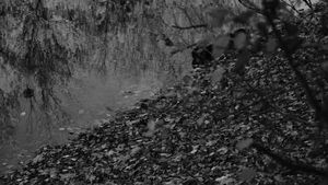 Forest 2