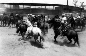 Gathering horses