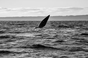 Whale BYN