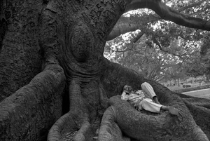 Sleeping Man in Tree