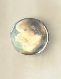 Embryo 1920