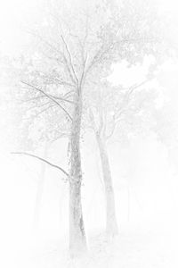 Social Beings 6