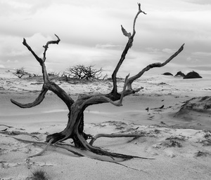 Dead Forest at Lençois Maranhenses National Park