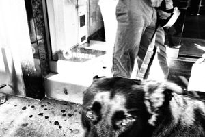 Dog and Walker