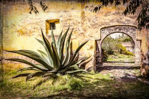 Maguey a la entrada de la hacienda