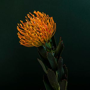 Soli. Pincushion Protea.