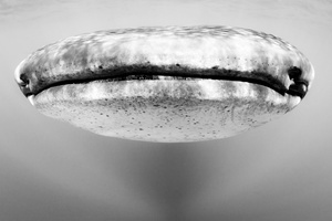 Whale shark