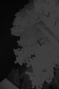 Untitled (Leaning Trees)