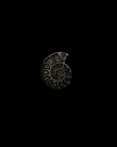 ammonite