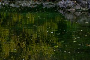 Reflecting in the woods