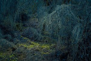 Secret Garden no 331