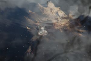 Power of Pollution