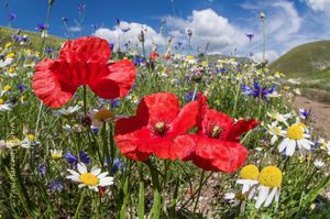 poppies, cornflowers and white anthemis in the Sibillini