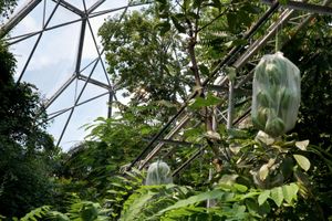 Banana Conveyor, Eden Project