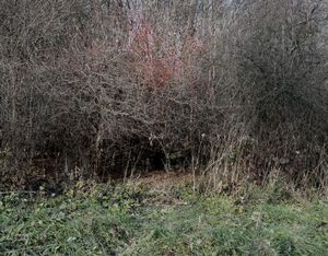 Shelter