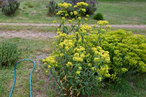 Looped Garden Hose