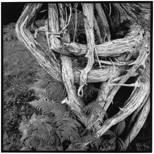 Dried Roots