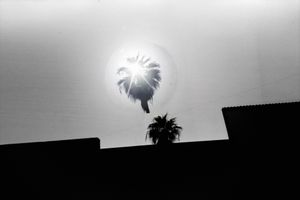 the illusion of the palm tree