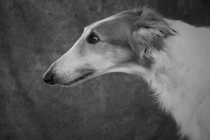 Borzoi