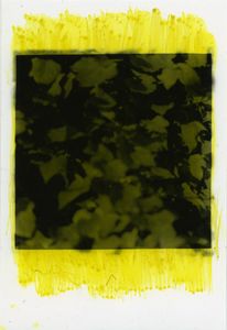 Ivy, Ebers Road (Yellow)