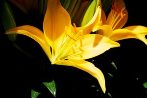 Yellow Lily