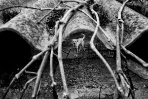 Animals