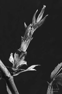 Flowers 03