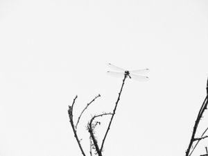 Fauna de Buenos Aires