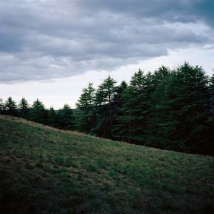 Cedrus deodara, Himalayan Cedar © Murray Watson
