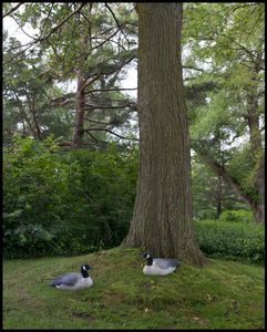 Decoys 2017