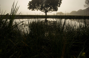 Sunrise Fog at the Chalmette Battlefield, January 21, 2016