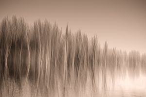Trees Across the Lake