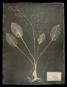#00121 Alisma triviale