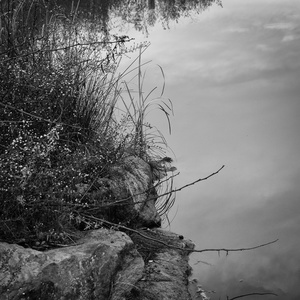 The Pond Project #148