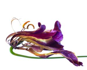 Flor 011