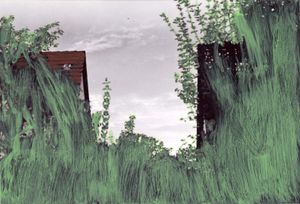 The backyard