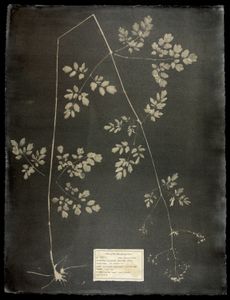 #00112 Thalictrum pubescens