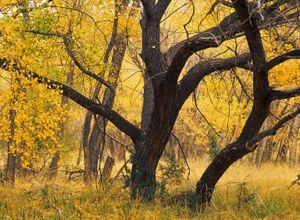 Jemez River Bosque. North Central.