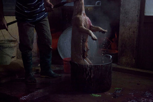 Boiling the dog.