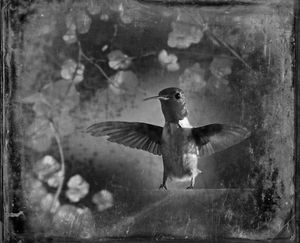 © Dianne Yudelson Ruby-Throated Hummingbird